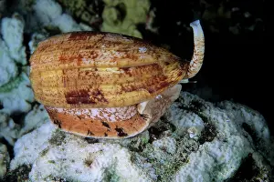 Seashells: Geographic cone, Conus geographus, Walindi island, West New