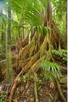 Roots: geography / travel, Australia, Queensland, Greens