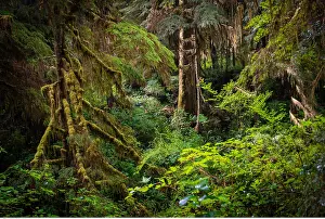 Vancouver: geography / travel, Canada, British Columbia, Trees