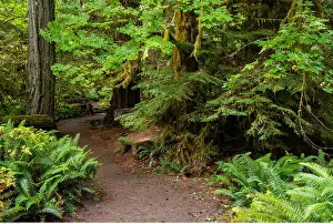 Grove: geography / travel, Canada, Cathedral Grove, Pacific