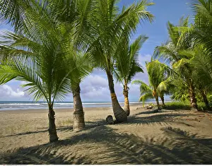 Palms: geography / travel, Costa Rica, Coconut Palm trees
