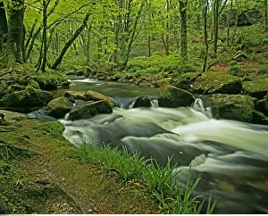 Cornwall: geography / travel, Great Britain, England, Golitha