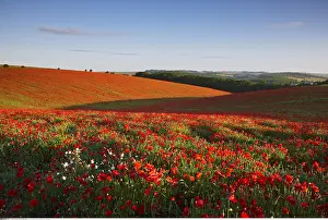 Downs: Geography / travel, Great Britain, England, East