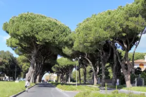 Lazio: geography / travel, Italy, Pine alley, Sabaudia