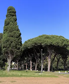 Pines: geography / travel, Italy, Sabaudia, Lazio