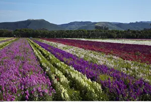 290419: geography / travel, USA, California, Flower Fields