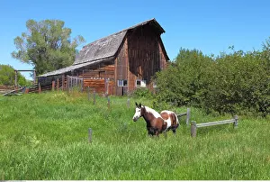 Idaho: geography / travel, USA, Idaho, Tetonia, Barn and
