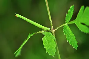 Geometer: Geometer caterpillar