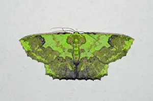 Hexapoda: Geometer Moth