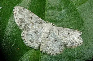 Geometer: Geometer Moth - Klungkung, Bali, Indonesia