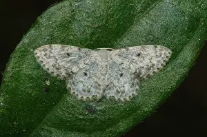 Geometer: Geometer Moth on leaf - Klungkung, Bali, Indonesia
