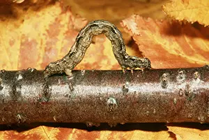 Crawling: Geometer Moth / Looper Caterpillar - on branch
