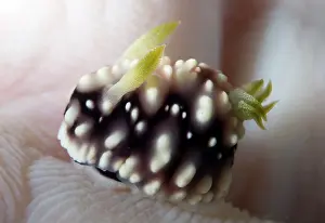 Gill: Geometric Chromodoris Nudibranch - on Coral