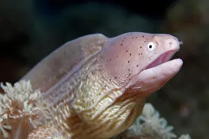 Griseus: Geometric Moray (Gymnothorax griseus), animal portrait