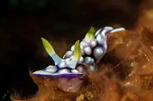 Slug: Geometric Nudibranch - Sidem dive site, Tulamben