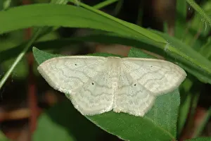 Geometrid: Geometrid Moth