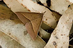 Geometrid: Geometrid moth