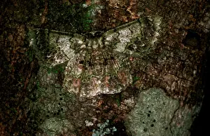 Geometrid: Geometrid moth - camouflaged on tree trunk