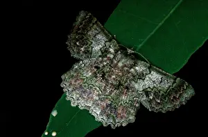 Geometrid: Geometrid moth - on leaf at night