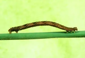 Geometrid: Geometrid Moth / Looper Caterpillar