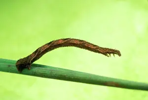 Geometrid: Geometrid Moth / Looper Caterpillar