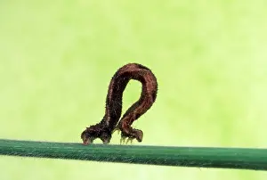 Geometrid: Geometrid Moth / Looper Caterpillar - crawling