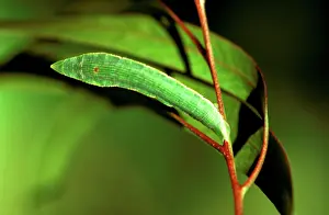 Rolled: Geometrid moth - looper caterpillar; it pupates