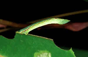 Rolled: Geometrid moth - looper caterpillar; it pupates