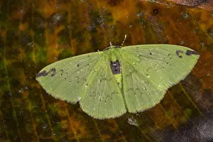 Geometrid: Geometrid moth (Nemoria erina) Geometridae, Tatama