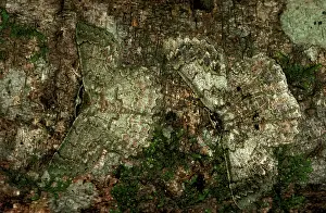 Geometrid: Two Geometrid moth - scarcely discernible on tree trunk