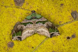 Risaralda: Geometridae moth (Oligopleura sp.) Larentiinae