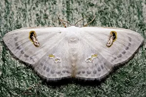 Geometrid: Geometroid Moth