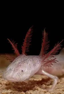 Blind: Georgia Blind Salamander