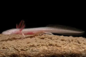 Blind: Georgia Blind Salamander