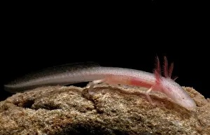 Blind: Georgia Blind Salamander