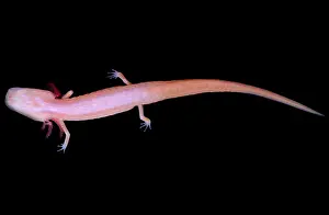 Blind: Georgia Blind Salamander
