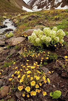 Georgian: Georgian Butterbur - with Common Coltsfoot in the