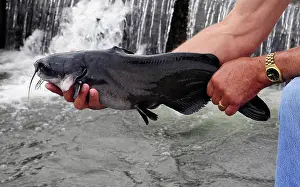 Raised: Geothermal Farm-Raised Channel Catfish