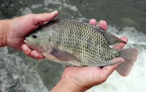 Raised: Geothermal Farm-Raised Tilapia, Idaho
