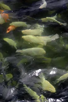 Cichlids: Geothermal Tilapia Farm Pond, Idaho