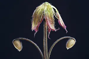 Final: Geranium
