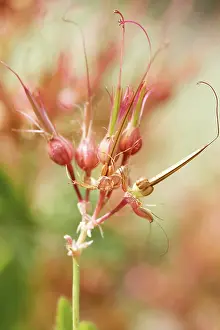 Robert: Geranium
