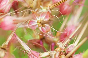 Robert: Geranium