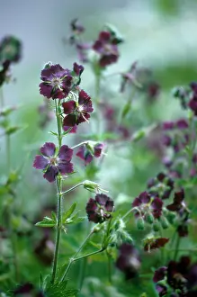 Widow: Geranium