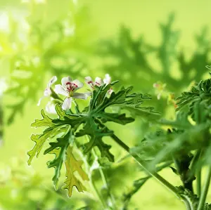 Scented: Geranium