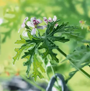 Scented: Geranium