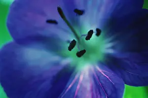 Cranesbill: Geranium