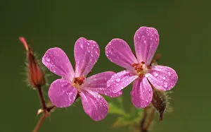 Cranesbill: Geranium