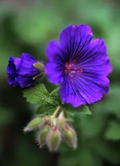 Cranesbill: Geranium