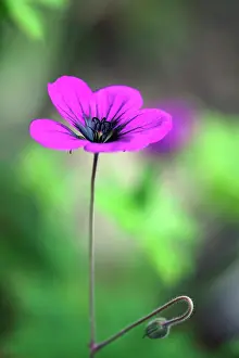 Exquisite: Geranium